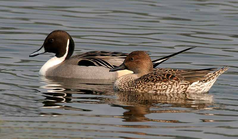 Soubor:Northern Pintails (Male & Female) I IMG 0911.jpg