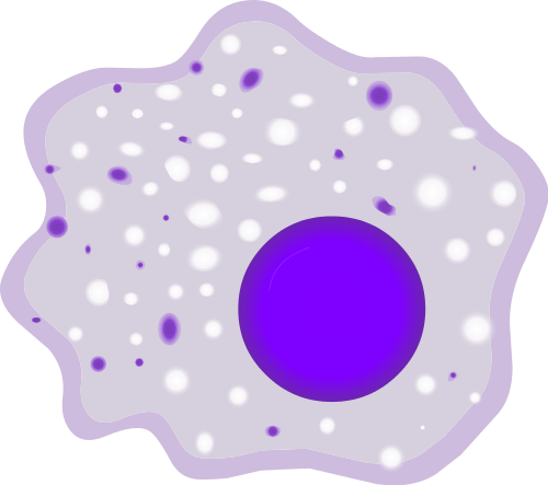 Soubor:Macrophage.png