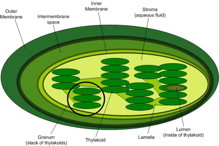 Soubor:Chloroplast-new.jpg
