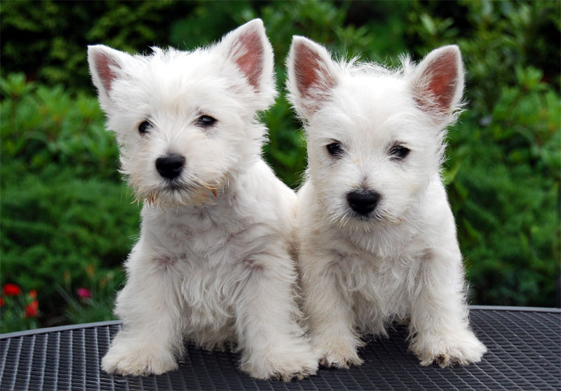 Soubor:Westie pups.jpg