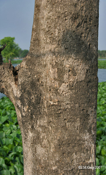 Soubor:Bark (Tectona grandis) I IMG 6079.jpg