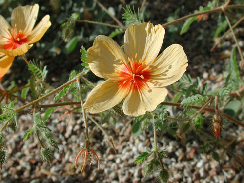 Soubor:Kallstroemia grandiflora.jpg