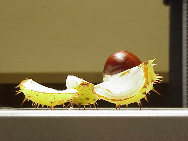 Soubor:Aesculus hippocastanum7.jpg