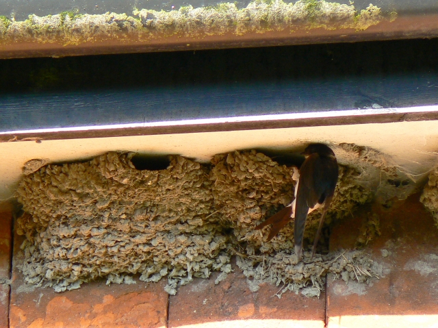 Soubor:House martin and its nest, Wootton Rivers - geograph.org.uk - 502337.jpg