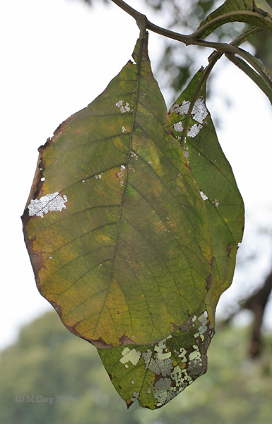 Soubor:Falling Leaves (Tectona grandis) I IMG 3427.jpg