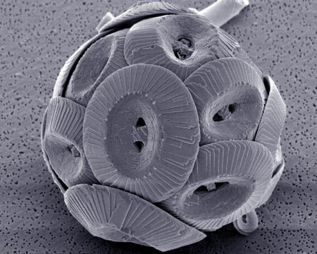 Soubor:Coccolithus pelagicus.jpg