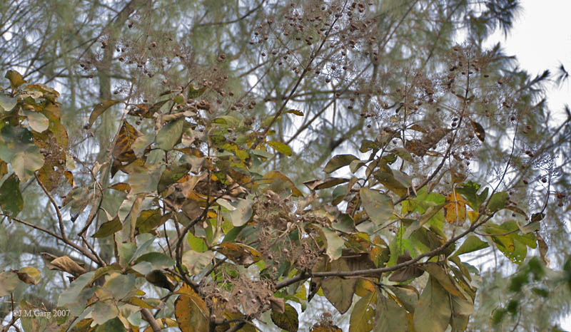 Soubor:Fruit (Tectona grandis) I IMG 3434.jpg