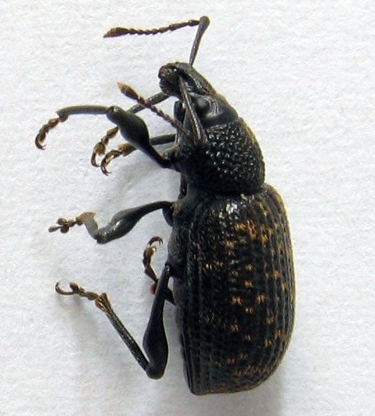 Soubor:Otiorhynchus.sulcatus.seite.jpeg