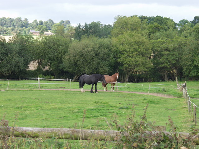 Soubor:Horses grazing at Low Bank - geograph.org.uk - 540902.jpg