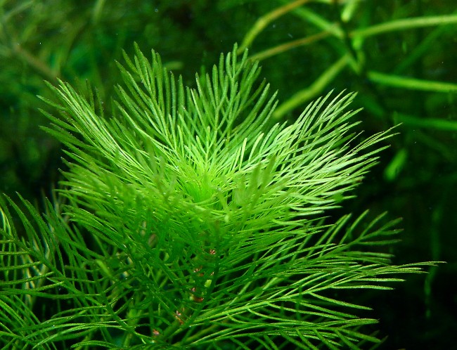 Soubor:Myriophyllum matogrossense.jpg