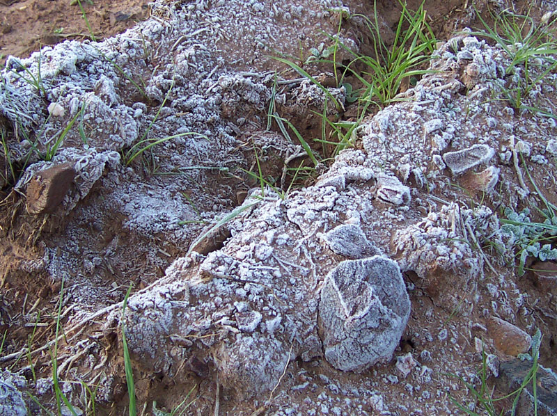 Soubor:Frost on ground.jpg