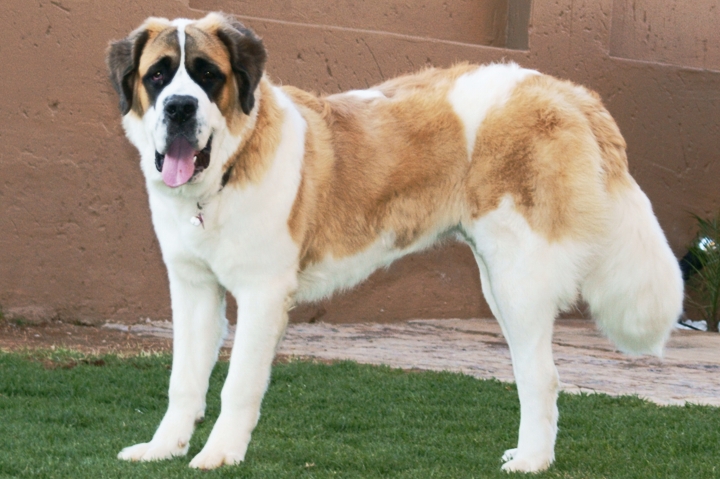 Soubor:Saint-bernard-standing.jpg