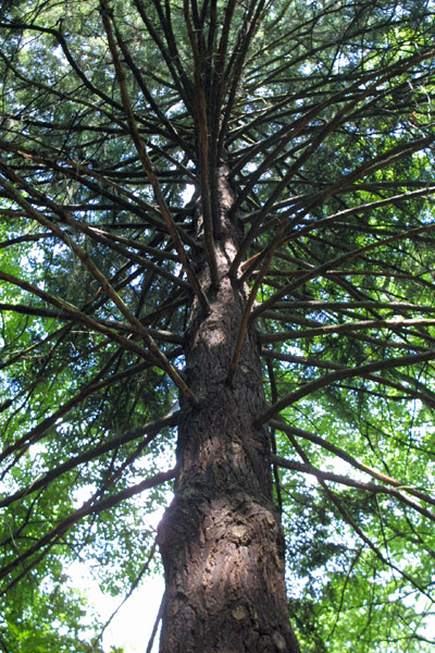 Soubor:Douglaska v Újezdci.jpg