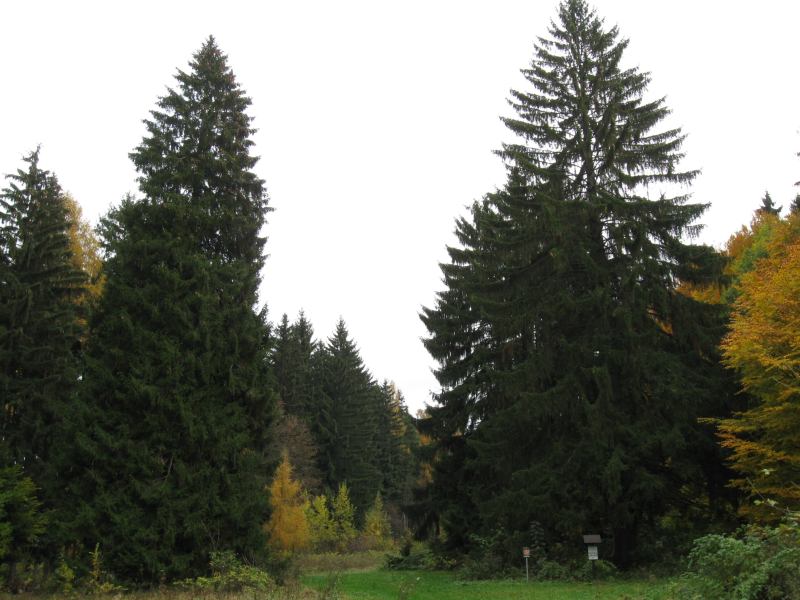 Soubor:Tři smrky 1.jpg