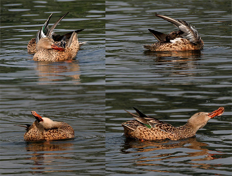 Soubor:Northern Shoveler (Female)- Preening- I 653.jpg