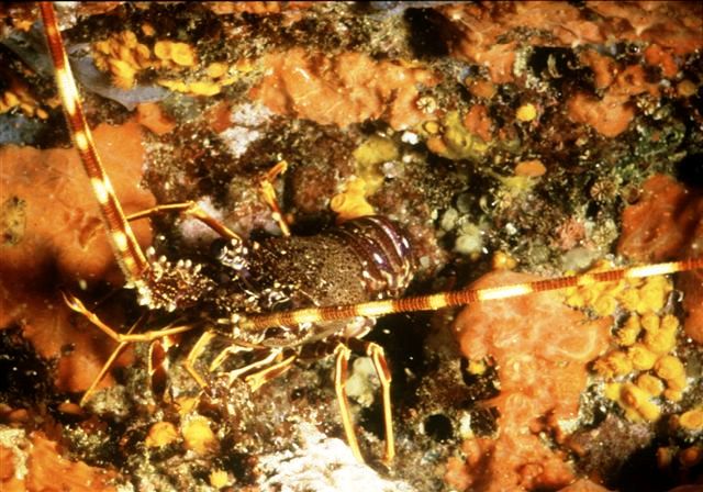 Soubor:Capo Gallo Aragosta.jpg