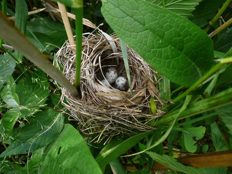 Soubor:Acrocephalus palustris.jpg