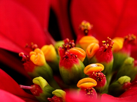 Soubor:Heart poinsettia D1.jpg