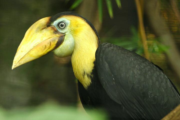 Soubor:Lightmatter hornbill.jpg