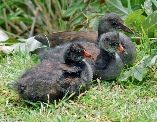 Soubor:Young Moor-Hens in Waters' Edge Park - geograph.org.uk - 548072.jpg