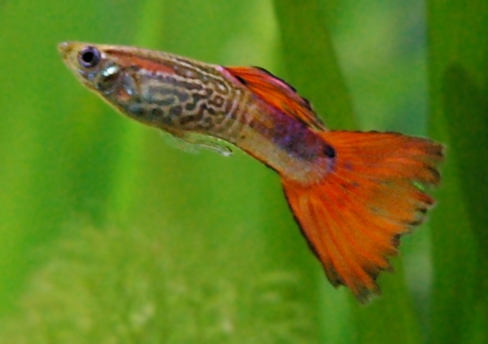 Soubor:Guppy-male.jpg