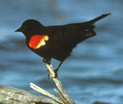 Soubor:Redwingblackbird.jpg