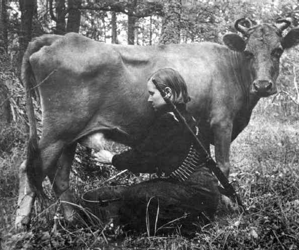 Soubor:Partizan cow milking.jpg