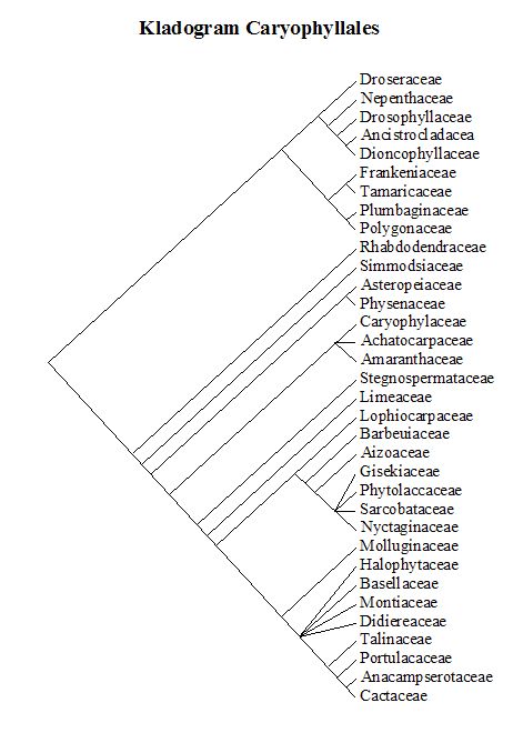 Kladogram řádu Caryophyllales