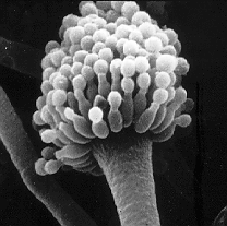 Soubor:Aspergillus.png