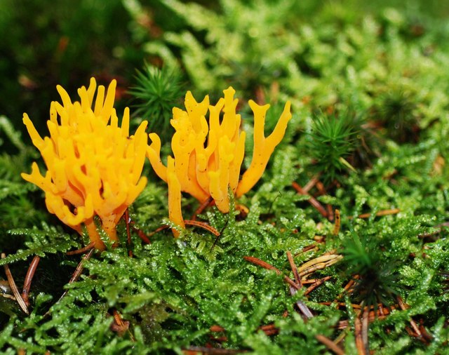 Soubor:Yellow Stagshorn Fungus - geograph.org.uk - 581928.jpg