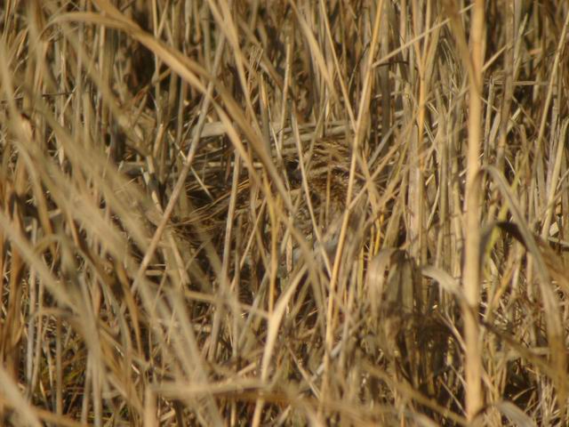 Soubor:Jack Snipe (Lymnocryptes minima) - geograph.org.uk - 604645.jpg