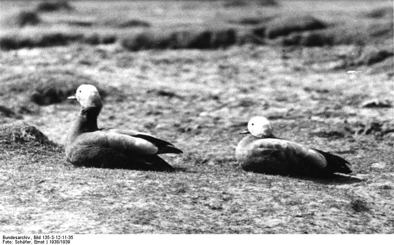Soubor:Bundesarchiv Bild 135-S-12-11-35, Tibetexpedition, Kasarkas.jpg