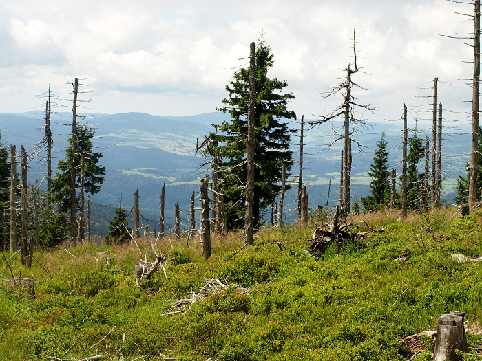 Soubor:Cerna stran.jpg