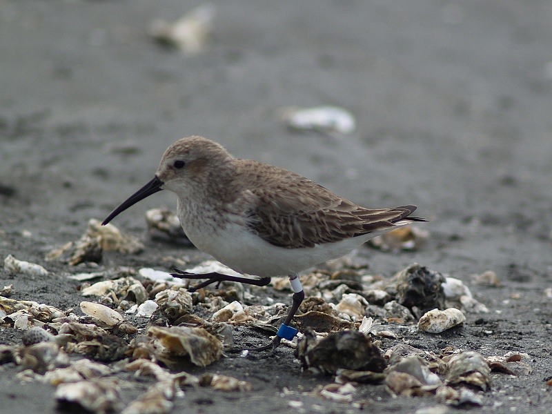 Soubor:Calidris alpina P2068154.jpg