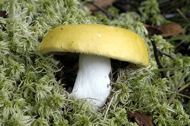 Soubor:Russula.claroflava.-.lindsey.jpg