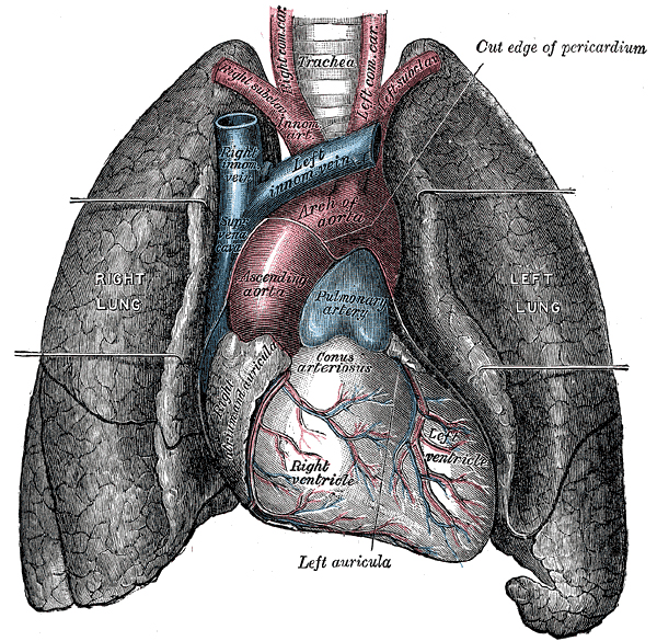 Soubor:Heart-and-lungs.jpg