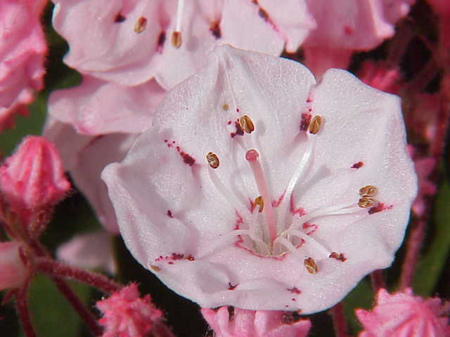 Soubor:Kalmia latifolia1.jpg