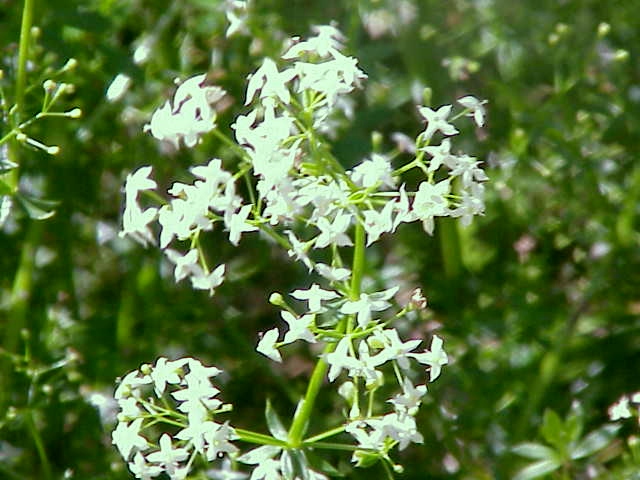 Soubor:Galium mollugo0.jpg