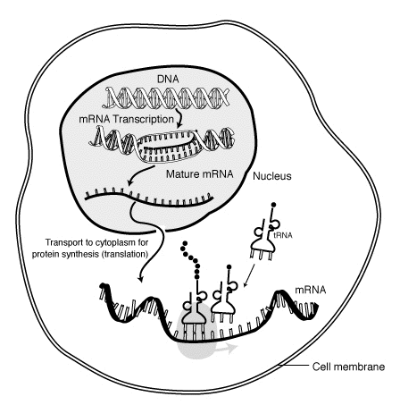 Soubor:MRNA-interaction.png