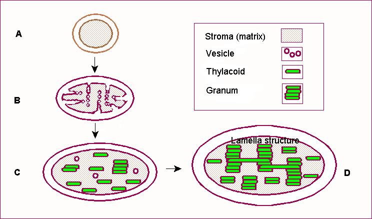 Soubor:Development of Chloroplast.png