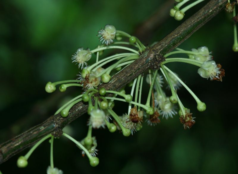 Soubor:12578-Garcinia macrophylla-Cacuri.jpg