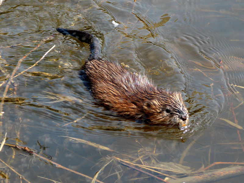 Soubor:Muskrat swimming Ottawa.jpg