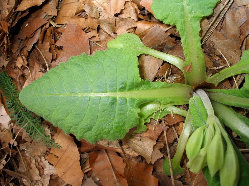 Soubor:Primula-elatior(Blaetter).jpg