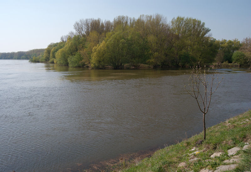 Soubor:Morava meet Danube 2.jpg
