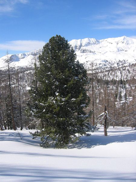 Soubor:Pinus cembra01.jpg