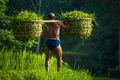 Man Carrying Rice In Bali-TRFlickr.jpg
