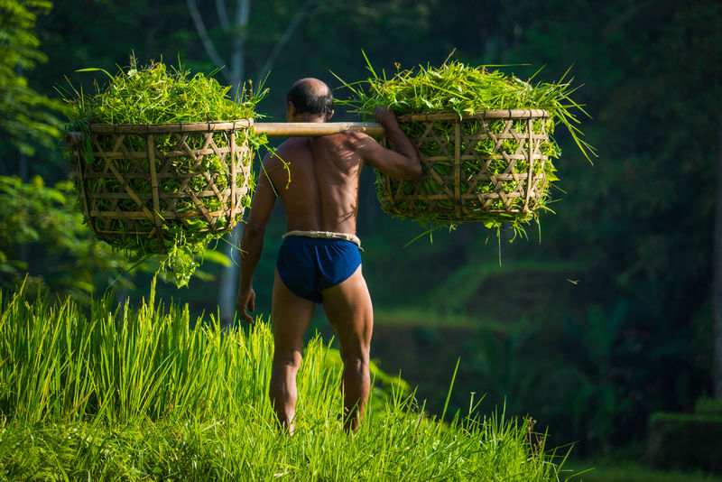Soubor:Man Carrying Rice In Bali-TRFlickr.jpg