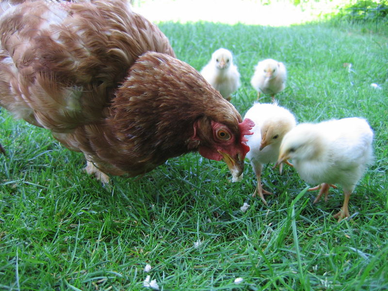 Soubor:Hen with chickens in native breeding.jpg