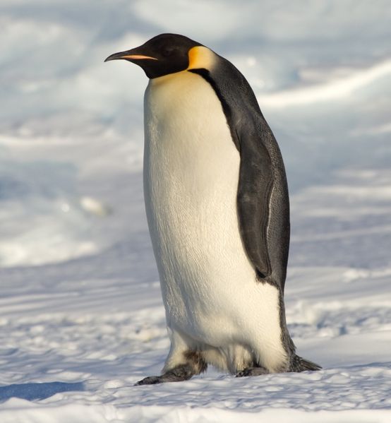 Soubor:Emperor Penguin Manchot empereur.jpg