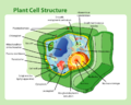 Plant cell structure.png